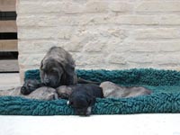 cuccioli di cane 